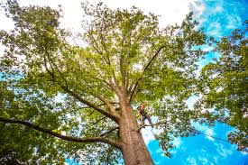 Why Choose Our Tree Removal Services in Gahanna, OH?