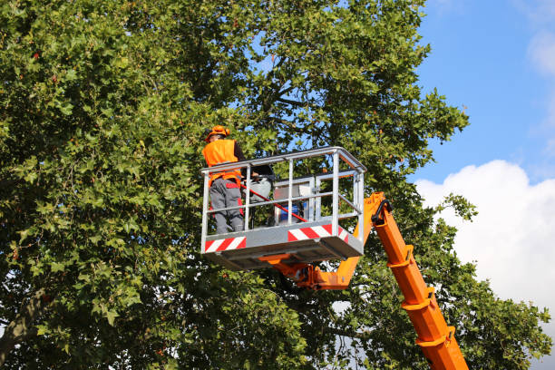 Best Tree Removal  in Gahanna, OH